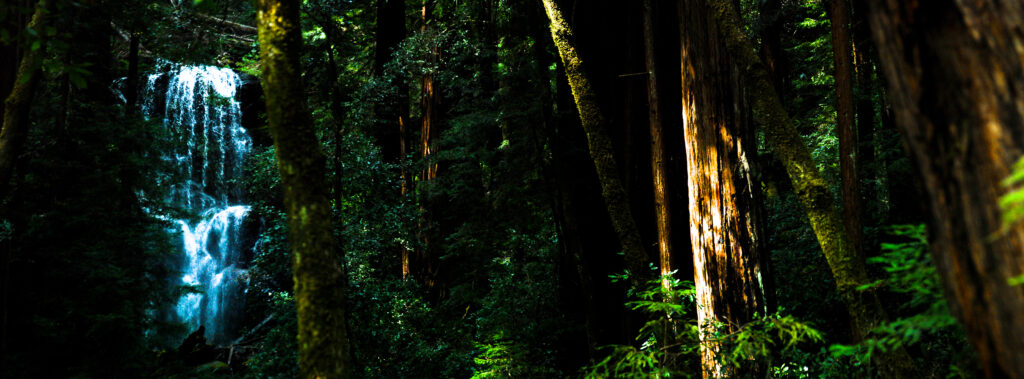 Big Basin California