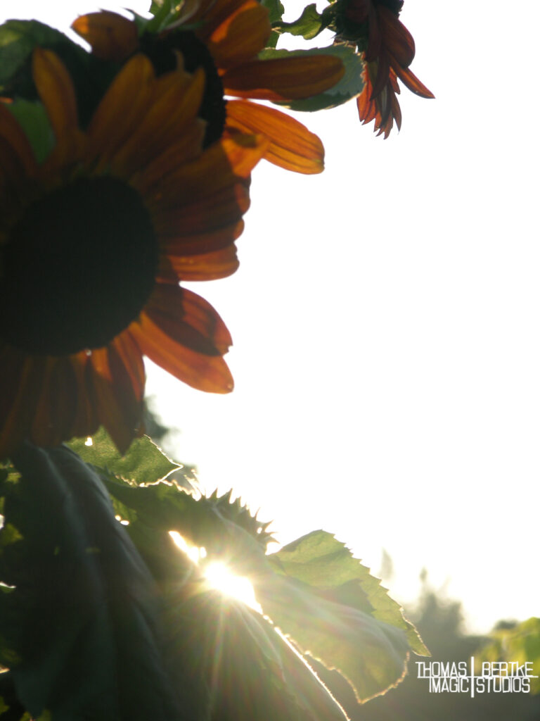 SunFlower SunKissed