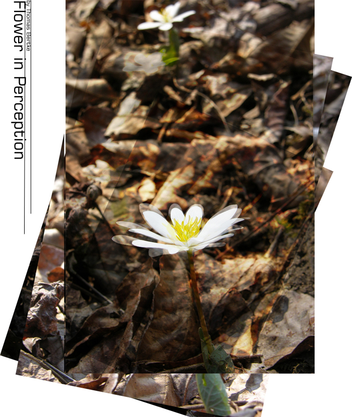 Flowers in Perception