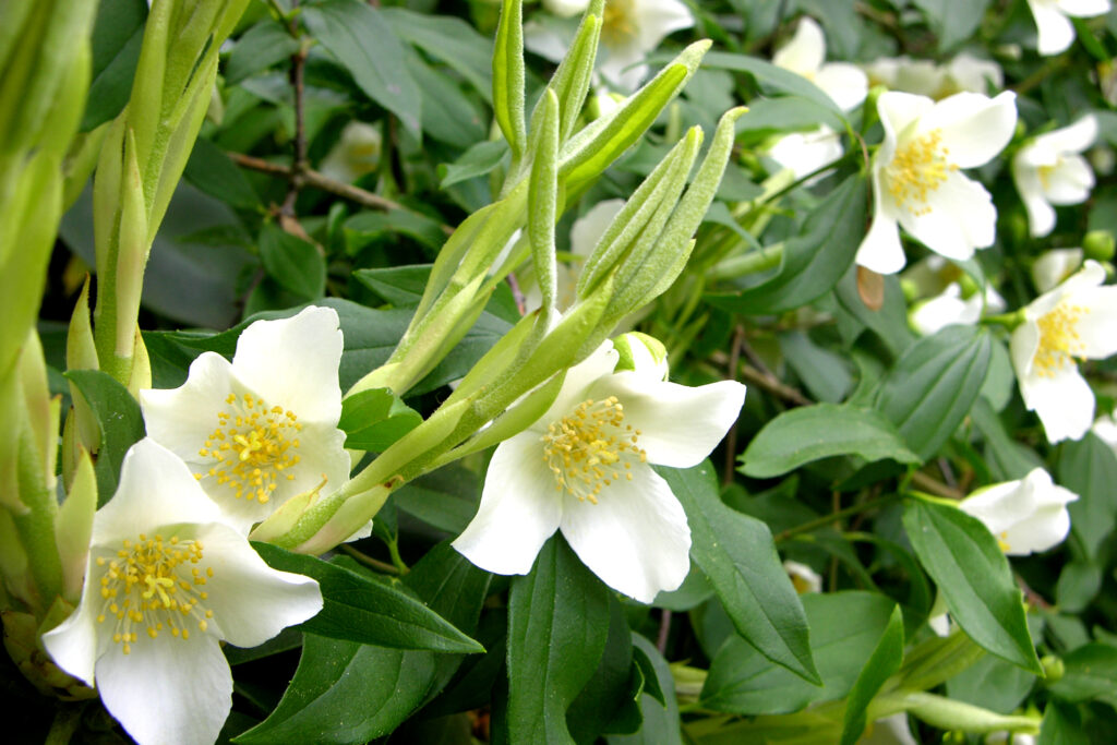 Mock Orange