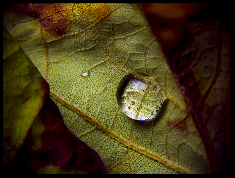 Don’t Leave in Vein