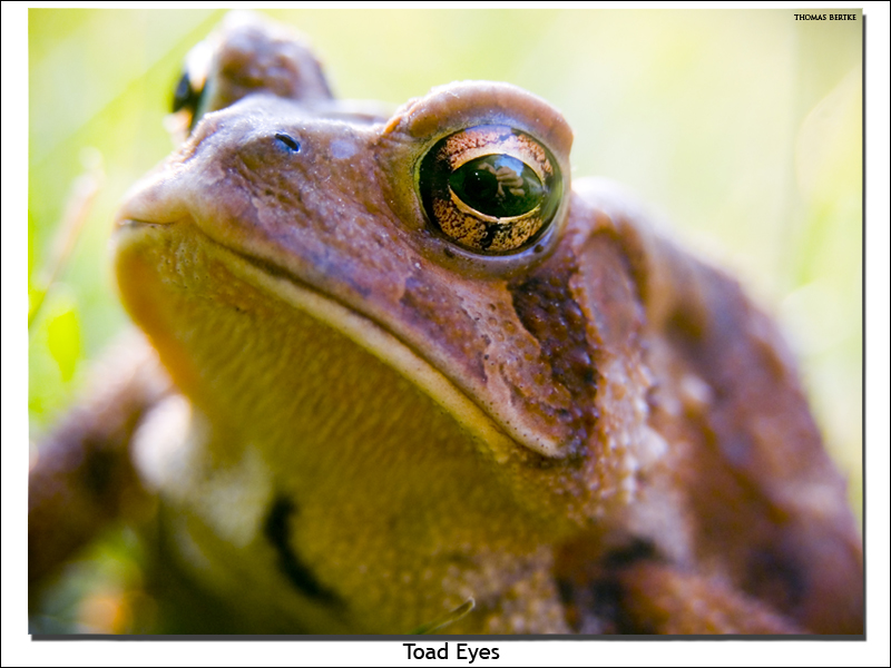 Toad Eyes
