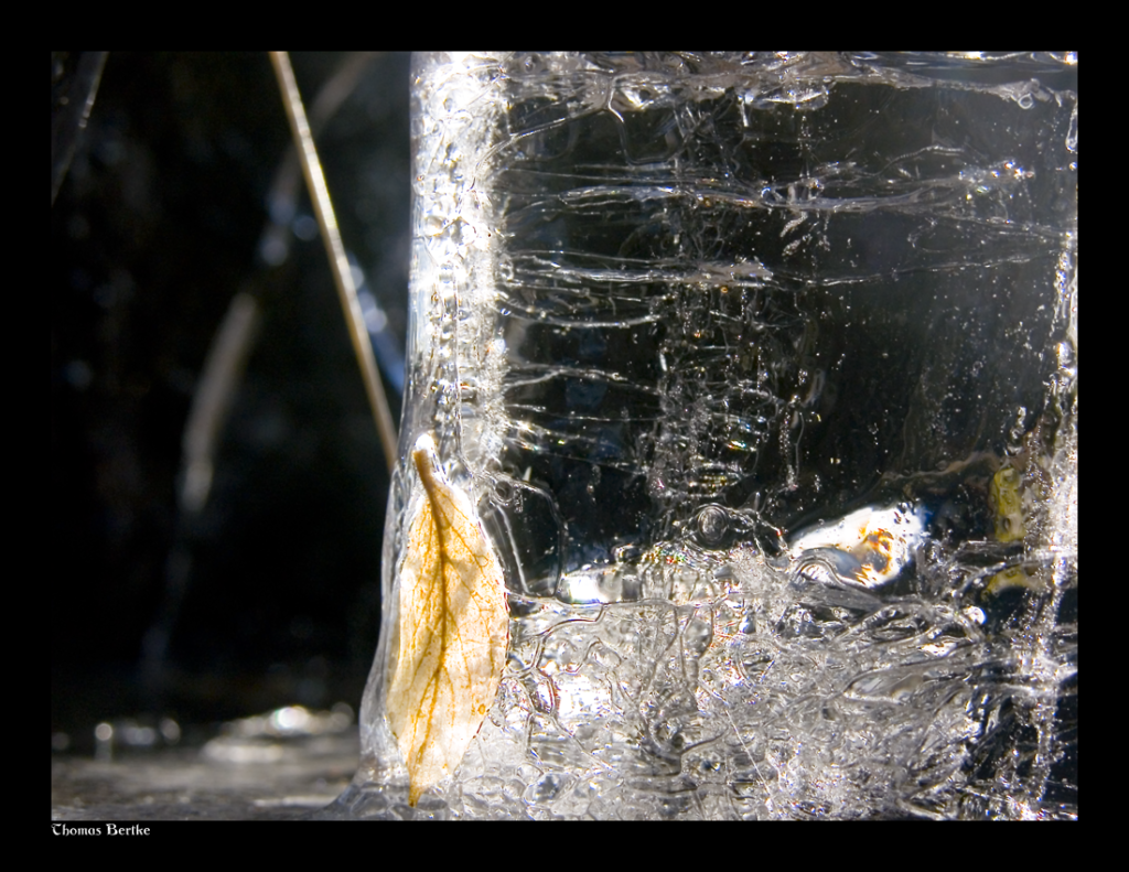 Fall Frozen in Winter